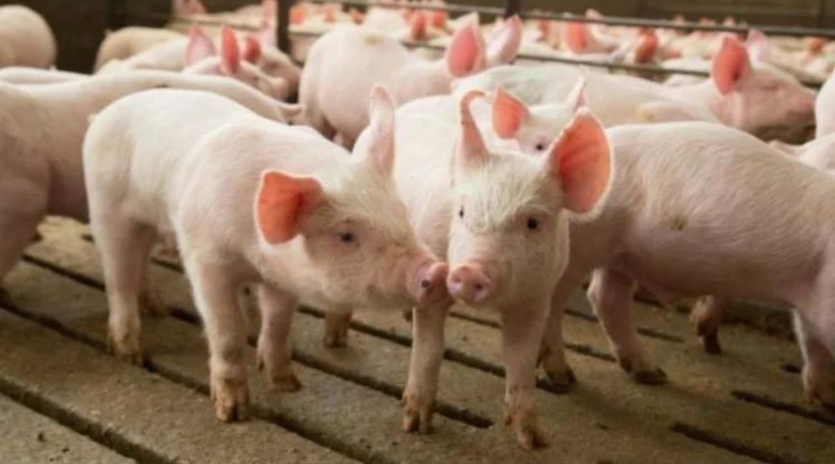 pig farming
