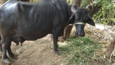 Buffalo: रोजाना 15 लीटर दूध देती है इस नस्ल की भैंस, पालने पर मालामाल होंगे किसान, जाने पहचान एवं खासियत