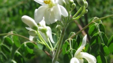 Moringa Flower Benefits For Hair Fall : सहजन के फुल का तेल बालो का झड़ना रोके , जाने कैसे करे इस्तेमाल