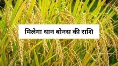 Chhattisgarh Dhan Bonus 2024