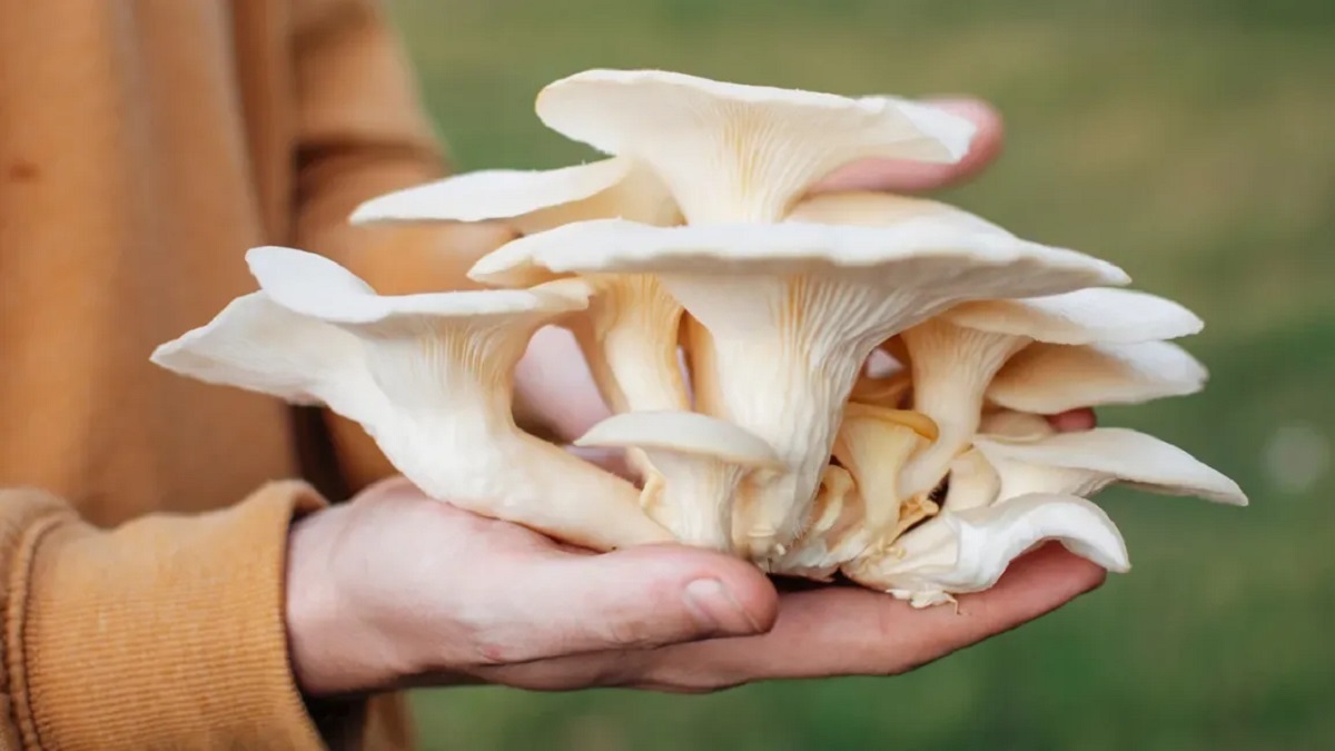 Mushroom is very beneficial for health