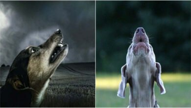 रात मे क्यों रोते है कुत्ते?,आखिर क्या है इसके पीछे का वजह