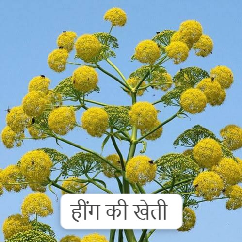 Business Idea :हींग की खेती कर देगी आपको मालामाल , जाने खेती का तरीका