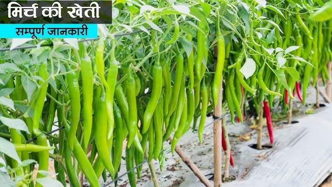 chilli cultivation