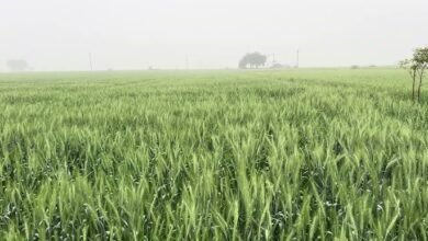 गेहू की फसल देगी अच्छी पैदावार , इन बातो का रखे खास ध्यान