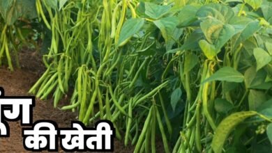 Mung Ki Kheti :मुंग की खेती कुछ महीनो में बनाएगी लखपति ,जाने कैसे