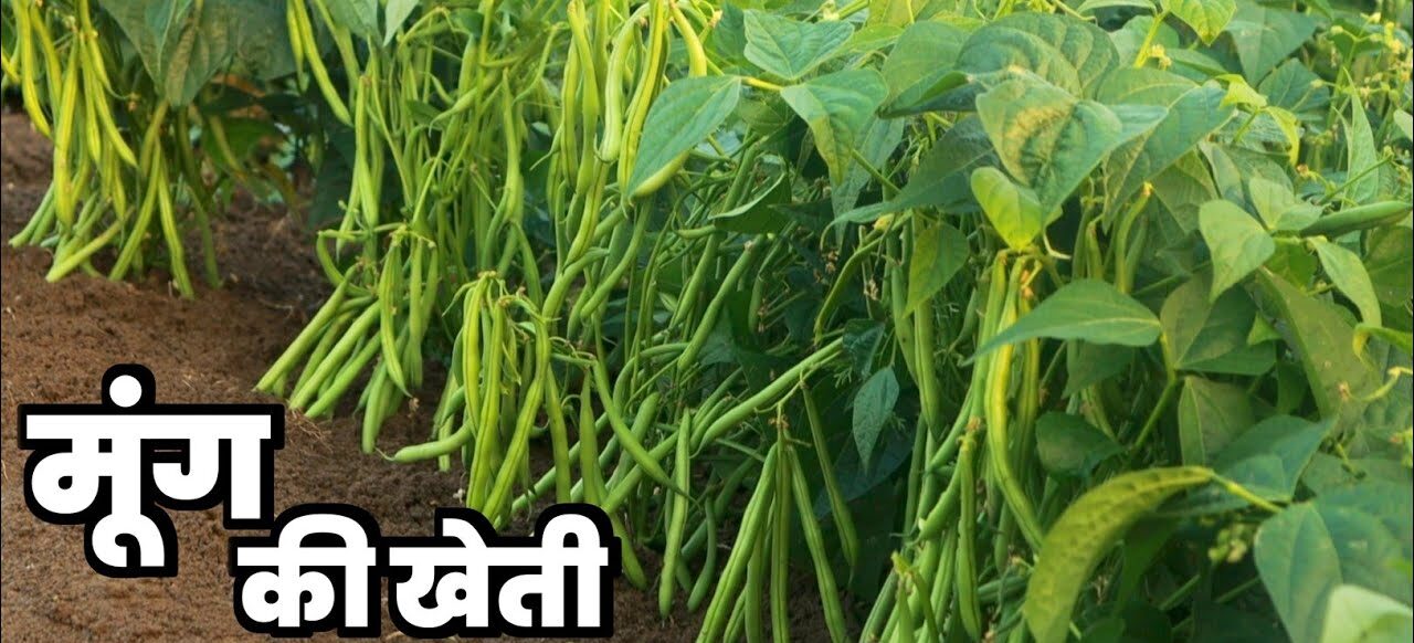 Mung Ki Kheti :मुंग की खेती कुछ महीनो में बनाएगी लखपति ,जाने कैसे