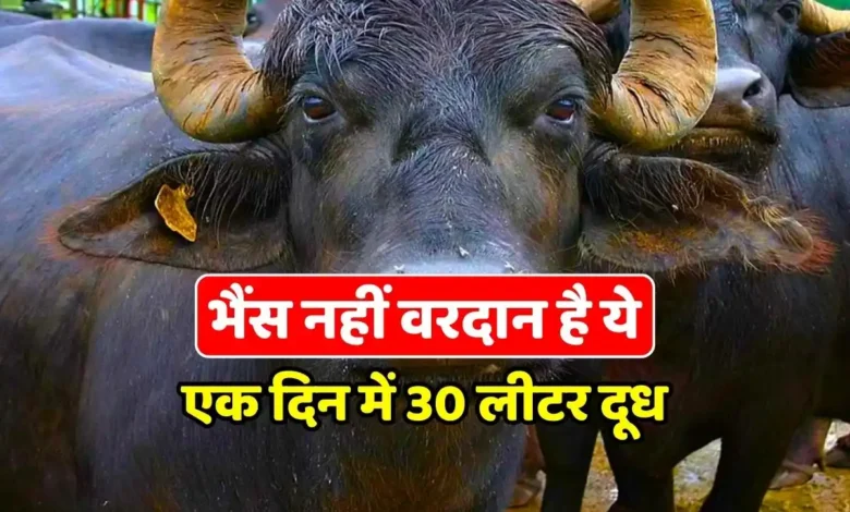 रोजाना 30 लीटर तक दूध देती है इस नस्ल की भैंस, आप भी हर महीने कमाएंगे लाखों का मुनाफा, जानिए इसकी सस्ती कीमत