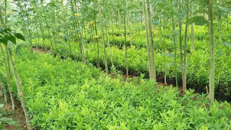 Business Idea :खेत की मेड पर लगाए ये पौधे होगी तगड़ी कमाई
