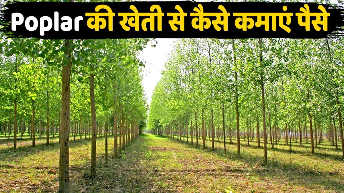 पॉपलर के पेड़ से होगा तगड़ा मुनाफा
