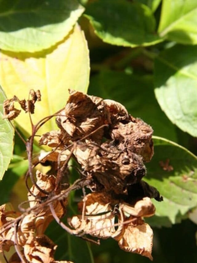 धूप में पौधे मुरझाये तो अपनाये ये टिप्स