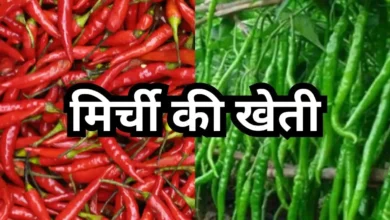 Lal Tikhi Mirch Farming: मालामाल बना देगी तीखी लाल मिर्च की खेती,देखे एडवांस तरीका