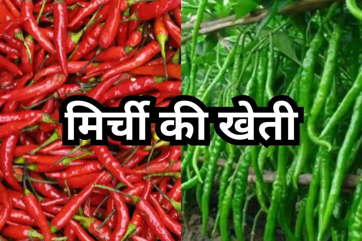 Lal Tikhi Mirch Farming: मालामाल बना देगी तीखी लाल मिर्च की खेती,देखे एडवांस तरीका
