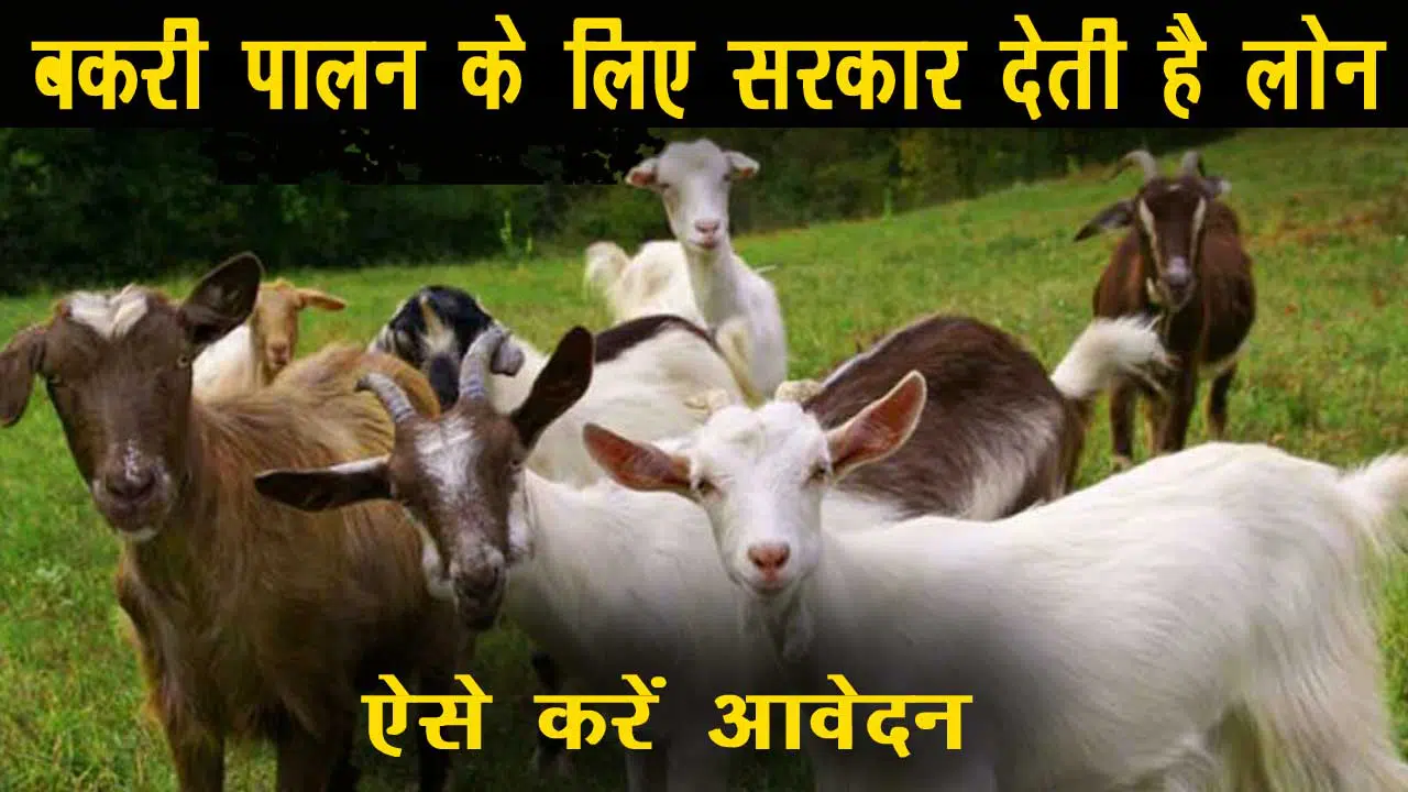 Goat Farming 2024: इस राज्य में बकरी पालन हेतु मिल रही 50लाख तक की सब्सिडी