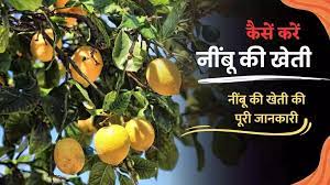 lemon farming नीबू की खेती बना देगी धनवान कम कीमत में होगा ज्यादा मुनाफा जाने डिटेल्स