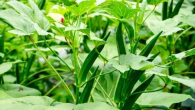 ladyfinger की खेती करने से होगी लाखो की कमाई जाने कैसे करे भिन्डी की खेती