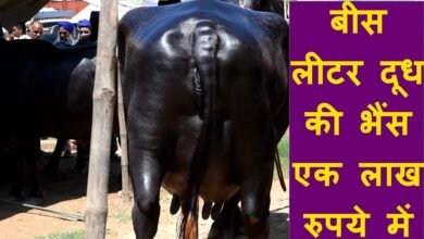 इस खास नस्ल की भैस केतली भर भरकर देती है Milk,देखे पहचान