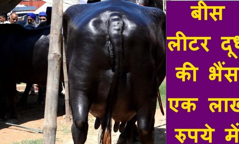 इस खास नस्ल की भैस केतली भर भरकर देती है Milk,देखे पहचान