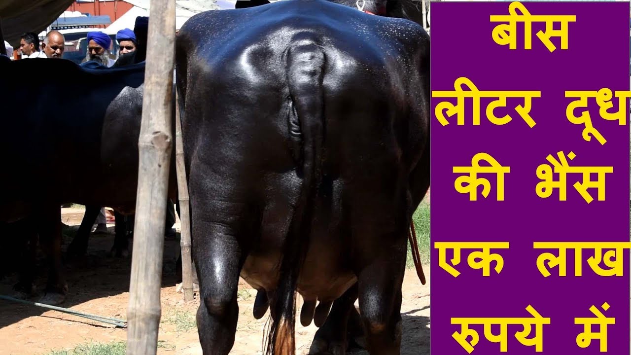 इस खास नस्ल की भैस केतली भर भरकर देती है Milk,देखे पहचान