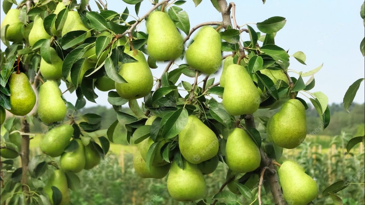 मिल गया Pear Cultivation का नया फार्मूला जाने क्या है इस फार्मूले की खासियत