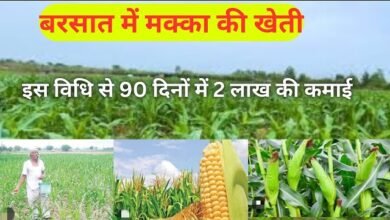 Makka Farming 2024: मक्का उगाने का नया और एडवांस तरीका बनाएगा मालामाल