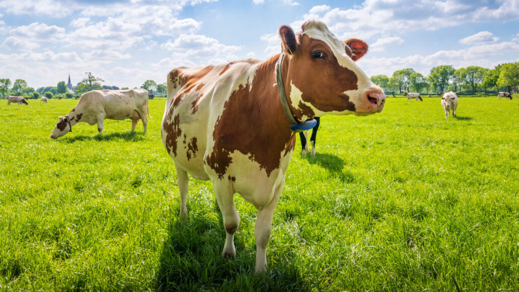 किसानो के लिए नई सौगात Cow Farming हेतु मिलेगा 40 हजार तक का लोन,जाने प्रक्रिया