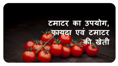Tomato Farming: टमाटर का ये तरीका आपको बना देगा लखपति,जाने प्रोसेस