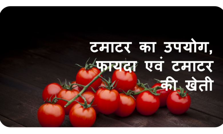 Tomato Farming: टमाटर का ये तरीका आपको बना देगा लखपति,जाने प्रोसेस