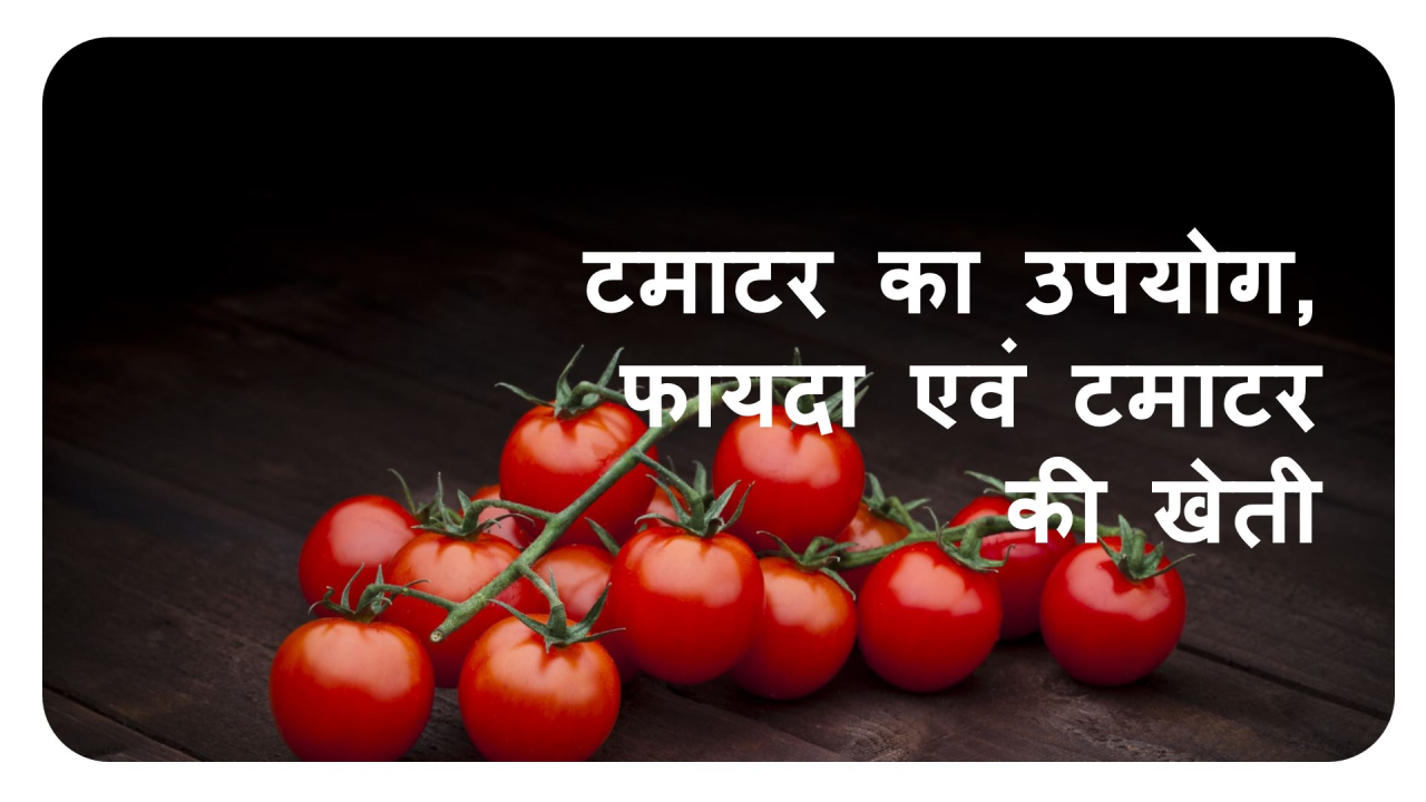 Tomato Farming: टमाटर का ये तरीका आपको बना देगा लखपति,जाने प्रोसेस