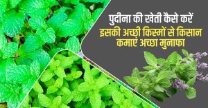 Mint cultivation: किसानो को मालामाल बना देगी पुदीना की खेती,जाने खेती का यूनिक तरीका