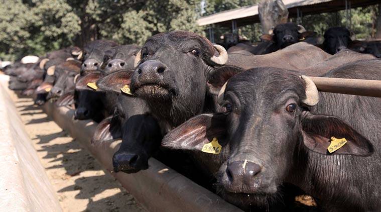 देश की टॉप वेरायटी की भैस जो एक दिन में देती है इतना दूध,जाने भैस के बारे में डिटेल