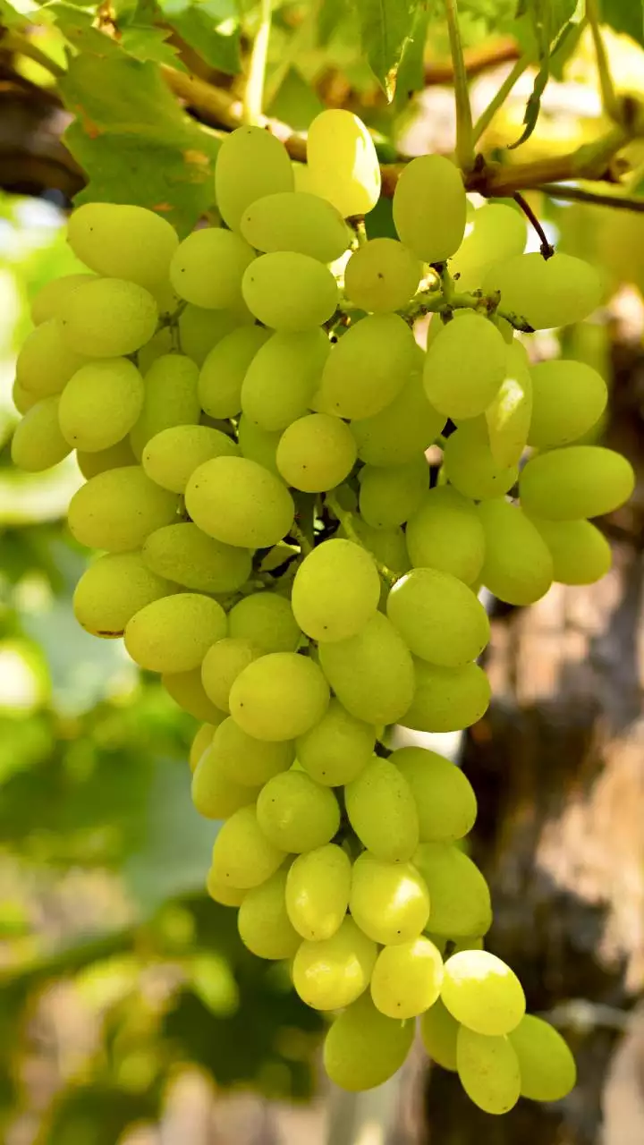 Grapes Farming: अब अंगूर की ये किस्म दिलाएगी आपको खूब सारी धन दौलत,देखे तरीका