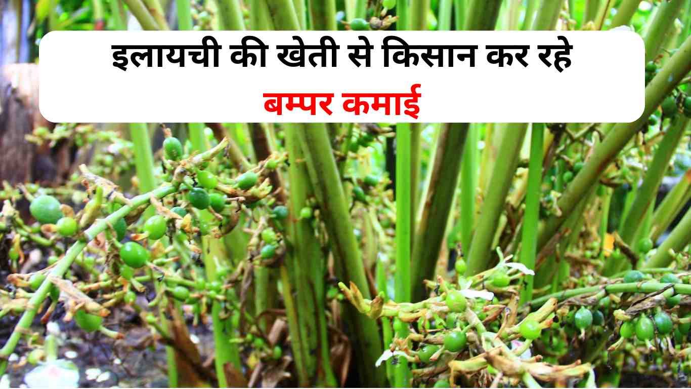 ilaichi Farming: किसानो को धन्ना सेठ का दर्जा देगी इलाइची की खेती बस एक बार आजमाए ये ट्रिक