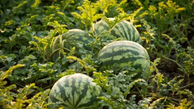 farming of watermelon: किसानो को करोड़पति बना देगी तरबूज की खेती जाने पूरी जानकारी