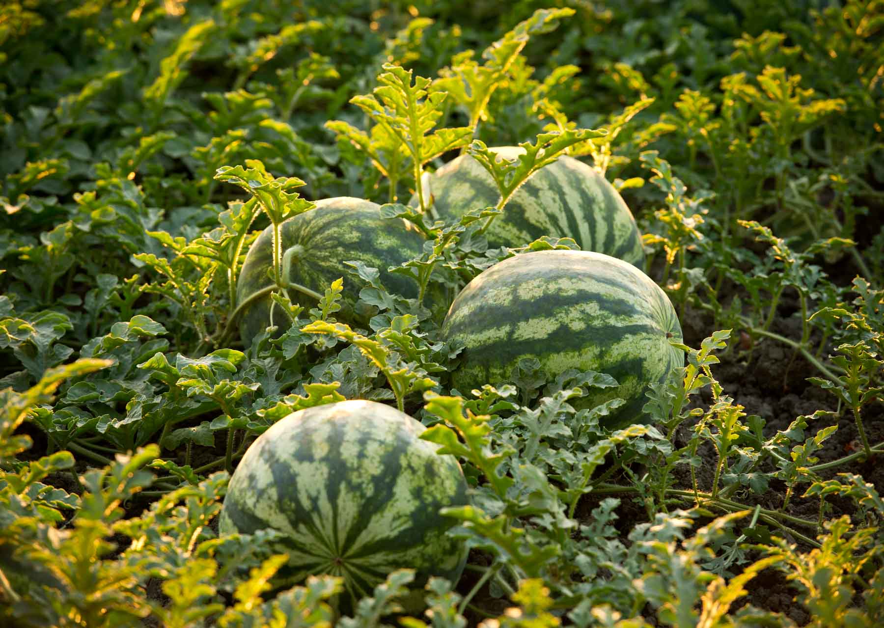 farming of watermelon: किसानो को करोड़पति बना देगी तरबूज की खेती जाने पूरी जानकारी
