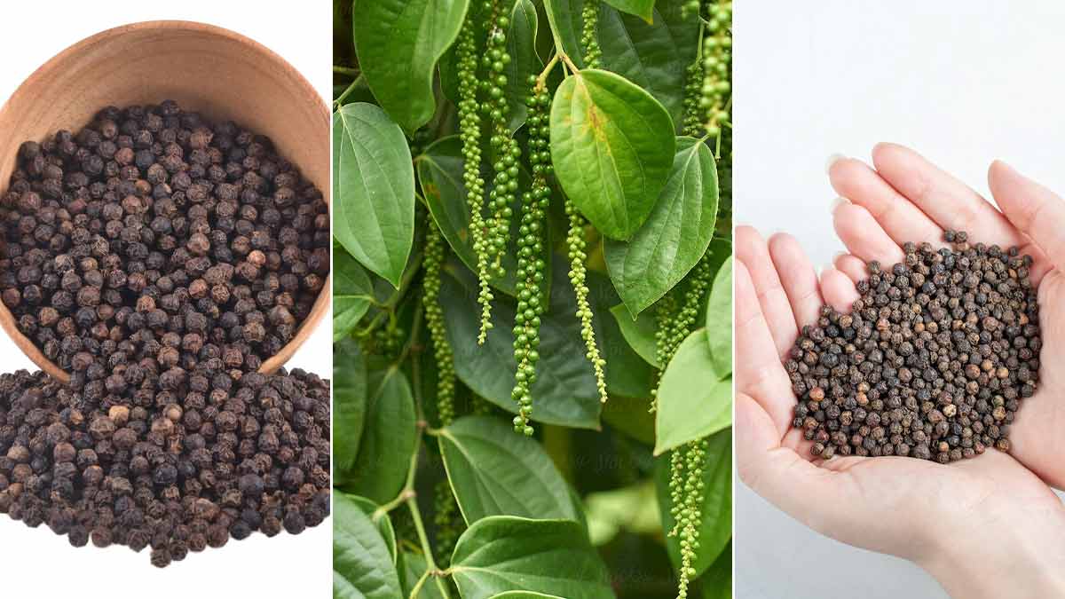 Cultivation of Black Pepper: किसानो को मालामाल बना देगी काली मिर्च की खेती,जाने खेती का नया तरीका
