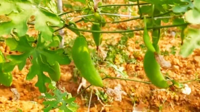 कम लागत में किसानो की एहमियत को बढ़ा देगी कुंदरू की खेती,जाने तरीका