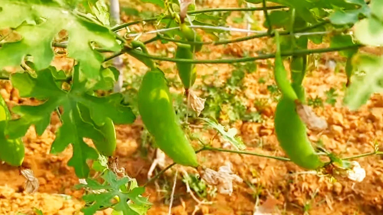 कम लागत में किसानो की एहमियत को बढ़ा देगी कुंदरू की खेती,जाने तरीका