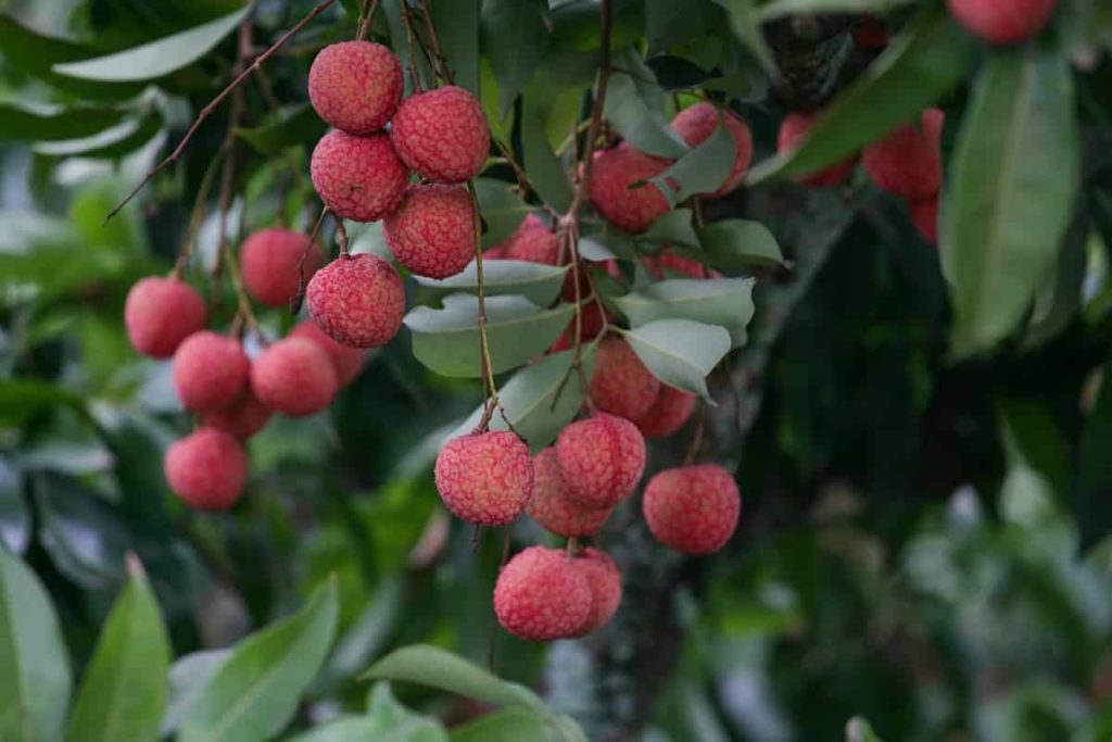 Red Litchi Farming: नए और एडवांस तरीके से लीची उगाने से होगा आपको अधिक मुनाफा,जाने तरीका