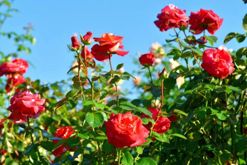 Cultivation of Rose किसानो की किस्मत चमक जाएँगी होंगी तगड़ी कमाई, जाने पूरी जानकारी