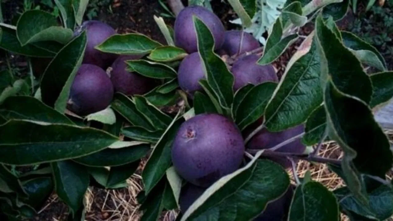 Black Apple Farming: किसानो को जन्नत की सैर कराएगी ब्लैक डायमंड की खेती,जाने तरीका