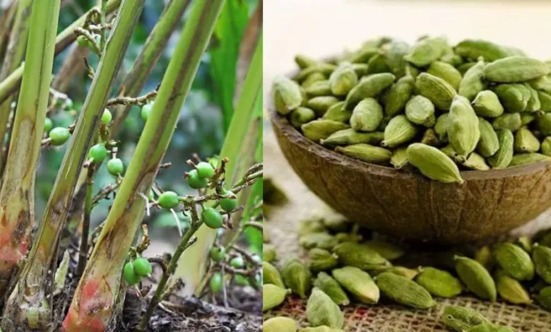 डिमांडिंग इलायची की खेती का नया तरीका जानकर हो जायेंगे हैरान