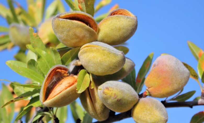 Cultivation of Almonds: सेहत के गुणों से भरपूर बादाम की खेती का यूनिक तरीका पाए एक क्लिक में