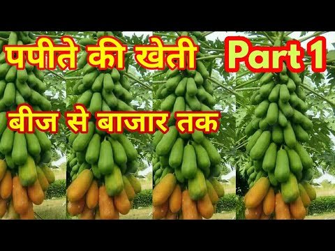किसानो के लिए धन का पिटारा खोल देगी Papite की खेती,देखे नया तरीका