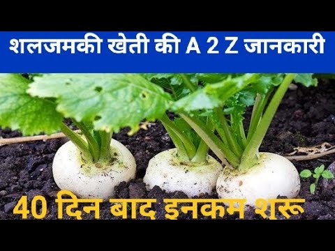 Cultivation of Turnip: जबरदस्त कमाई का जरिया बनी शलजम की खेती,जाने यूनिक तरीका