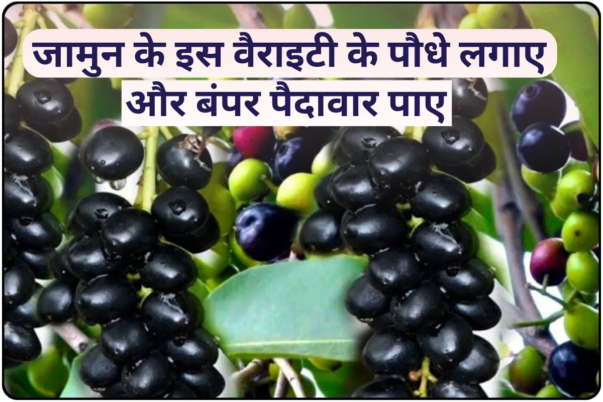 Kale Jamun Ki Kheti: औषधीय गुणों से भरपूर होता है ये फल,जाने इसे उगाने का तरीका