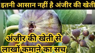 Anjeer Farming: किसानो की उजड़ी खेती में जान डाल देगी अंजीर की खेती,जाने तरीका