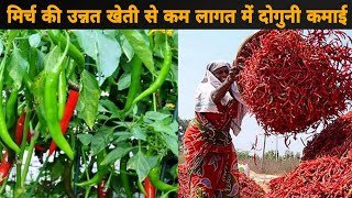 लाल भभकती तीखी मिर्च की खेती मचा देगी हंगामा,देखे पैसे कमाने का तरिका