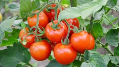 Tomato Farming: किसानो की जिंदगी सवार देगी टमाटर की खेती जाने इसे करने का तरीका