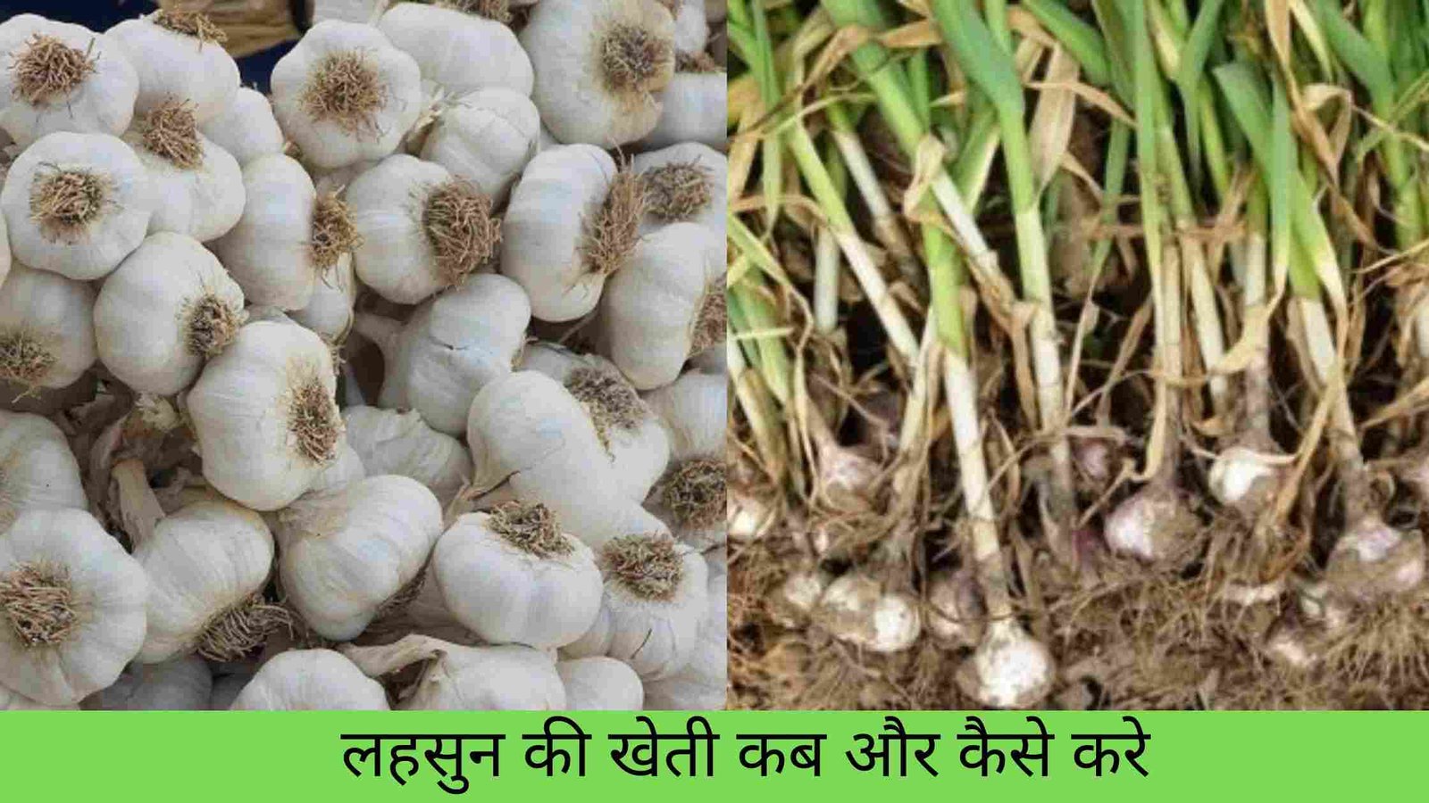 Farming of Garlic: लहसुन की ये किस्म कम लागत में देंगी करोडो का मुनाफा,जाने तरीका